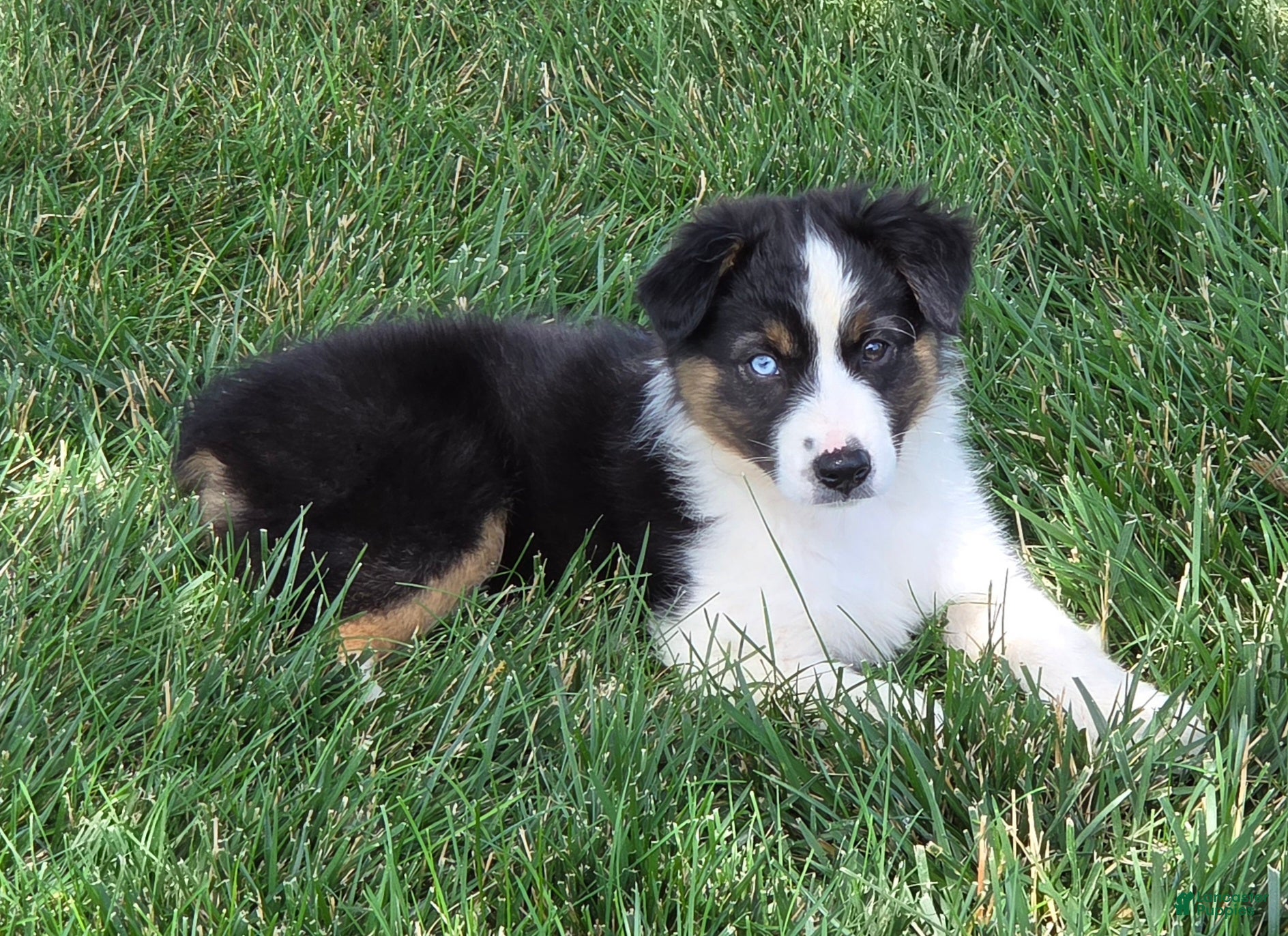 Australian Shepherd dogs Lady Adele`de - Ad 1