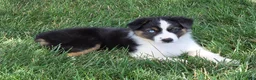 Australian Shepherd dogs for sale: Lady Adele`de - Ad 1