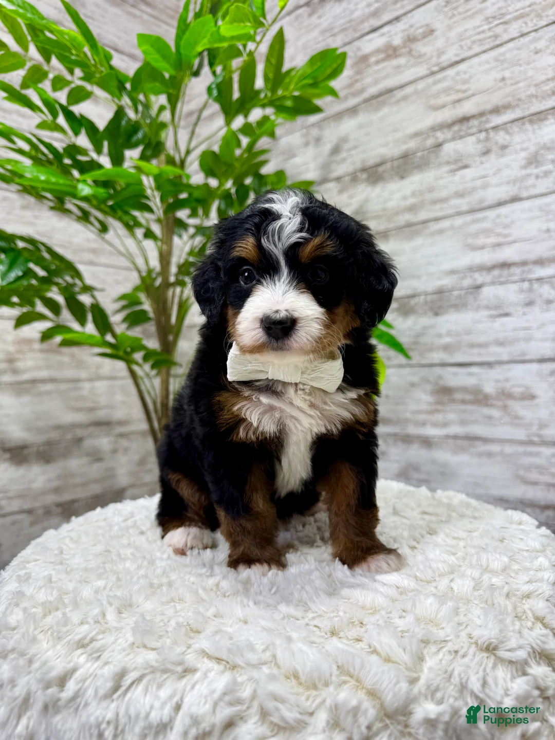 Mini Bernedoodle dogs for sale: 💖 Chloe - Ad 8