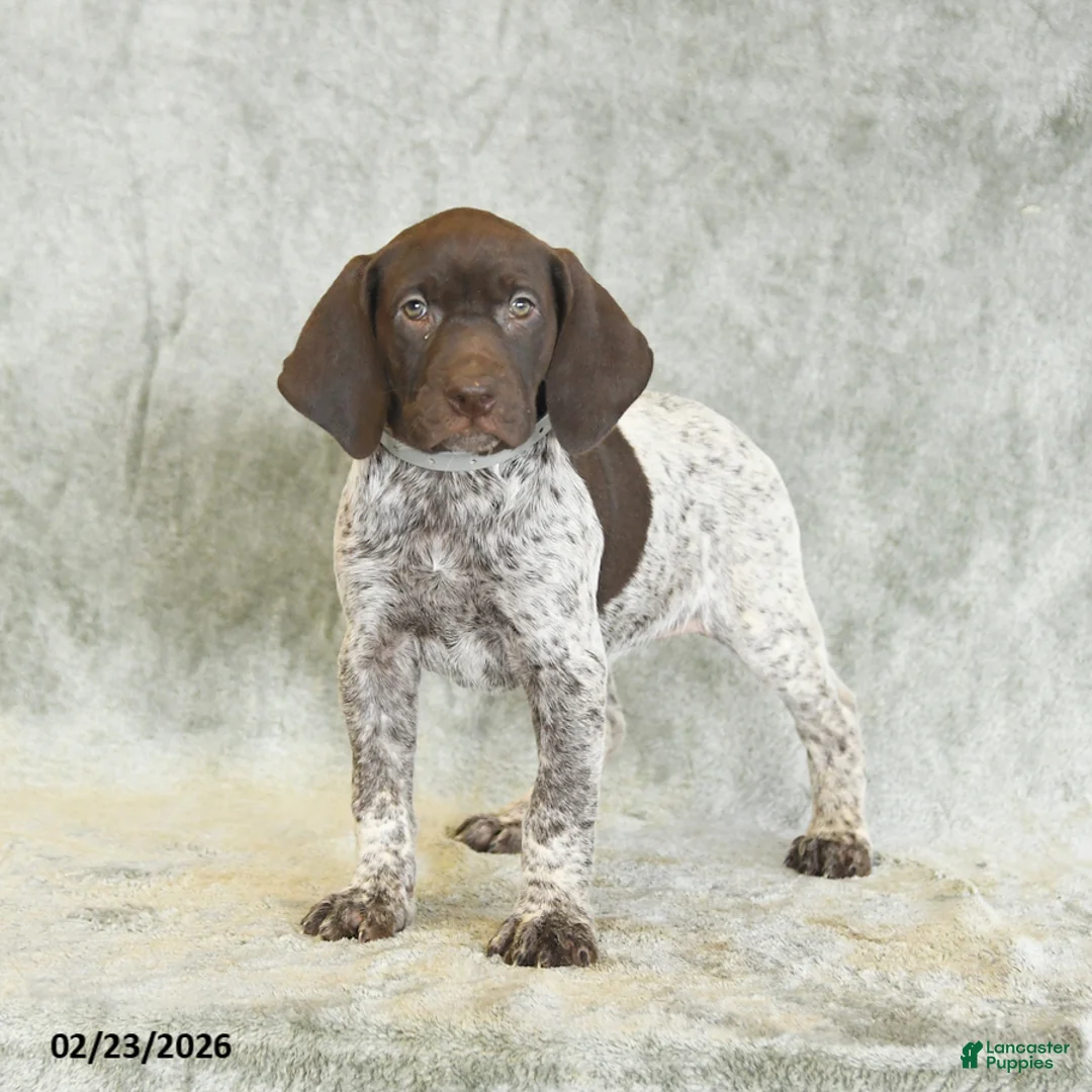 German Shorthaired Pointer dogs for sale: Buttercup - Ad 3