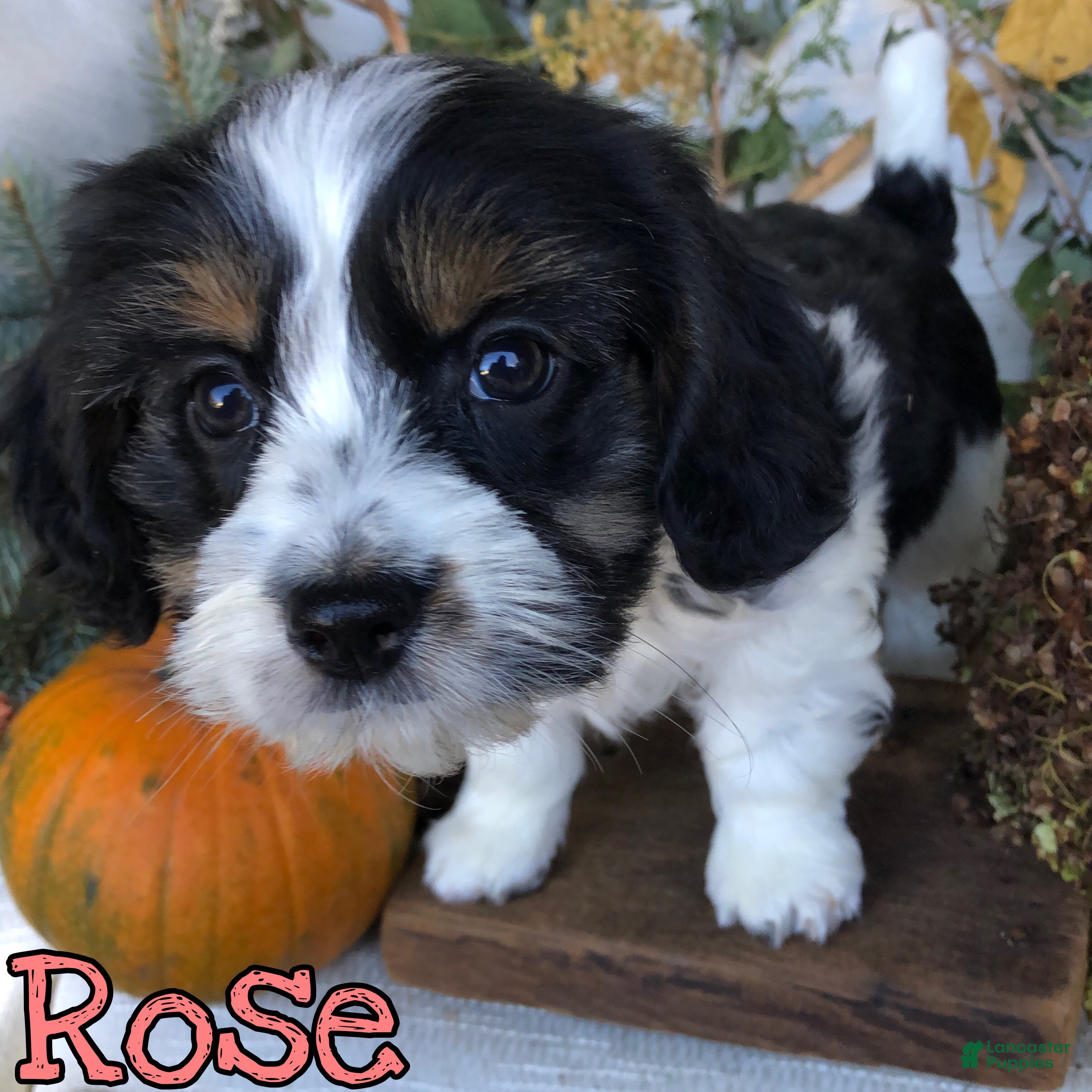 Mixed Breed dogs for sale: Mixed Breed 3 - Ad 30