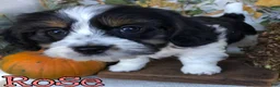 Mixed Breed dogs for sale: Mixed Breed 3 - Ad 1