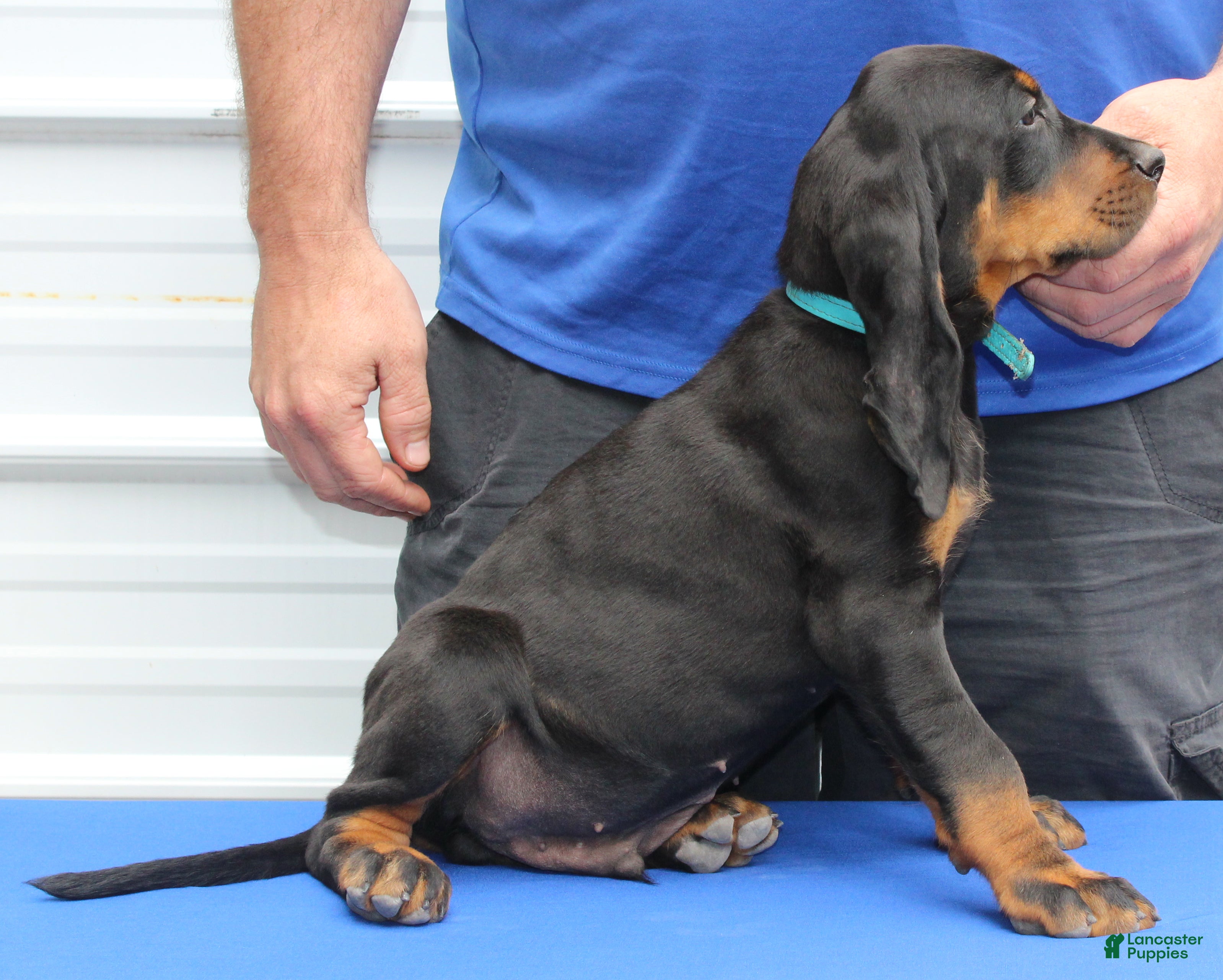 Black And Tan Coonhound dogs for sale: Pete - Ad 2