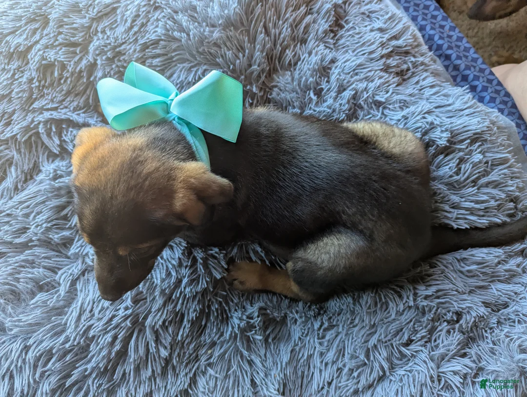 Mixed Breed dogs for sale: Mixed Breed Puppy 1 - Ad 2