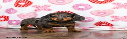 Miniature Dachshund dogs for sale: Oscar - Ad 2