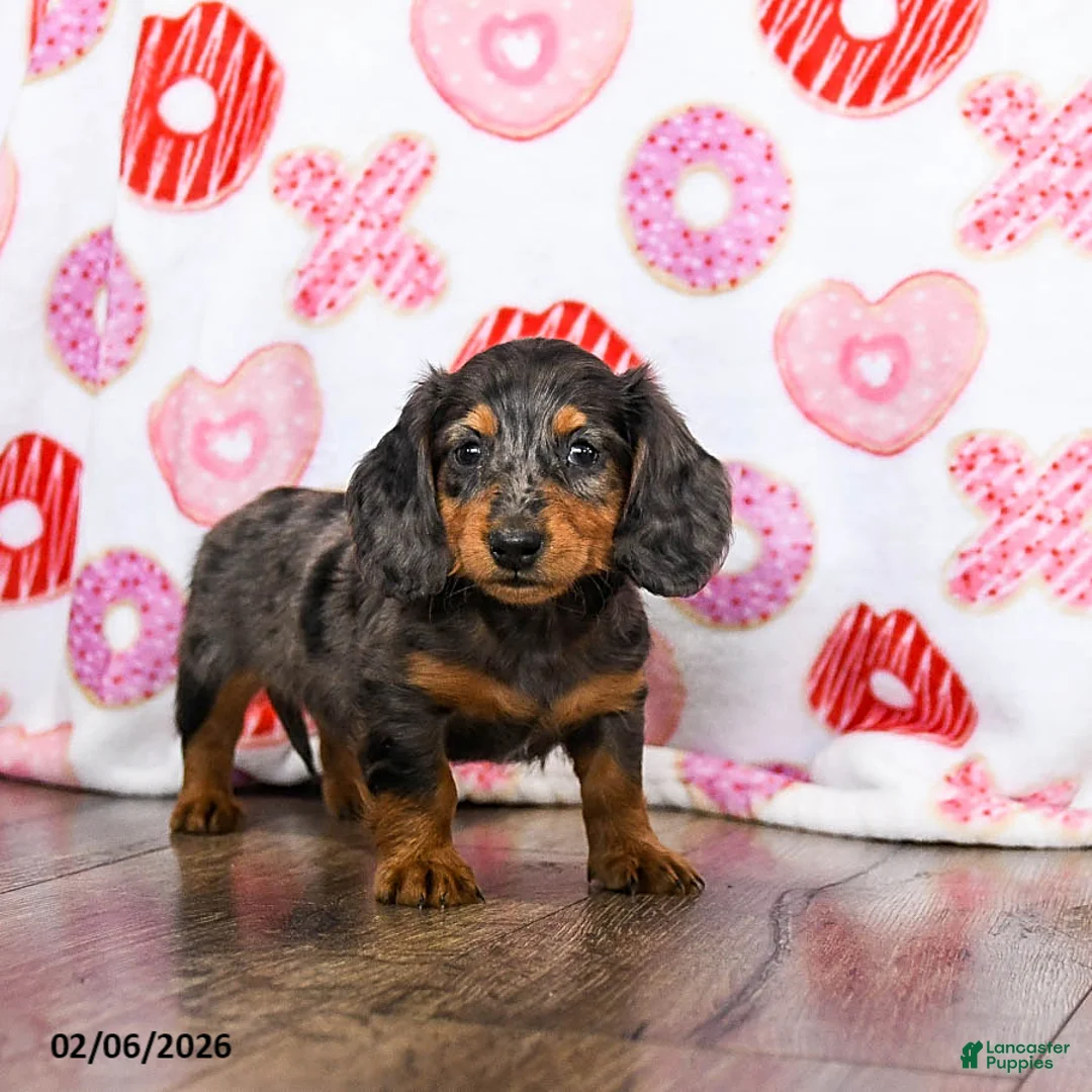 Miniature Dachshund dogs for sale: Oscar - Ad 2
