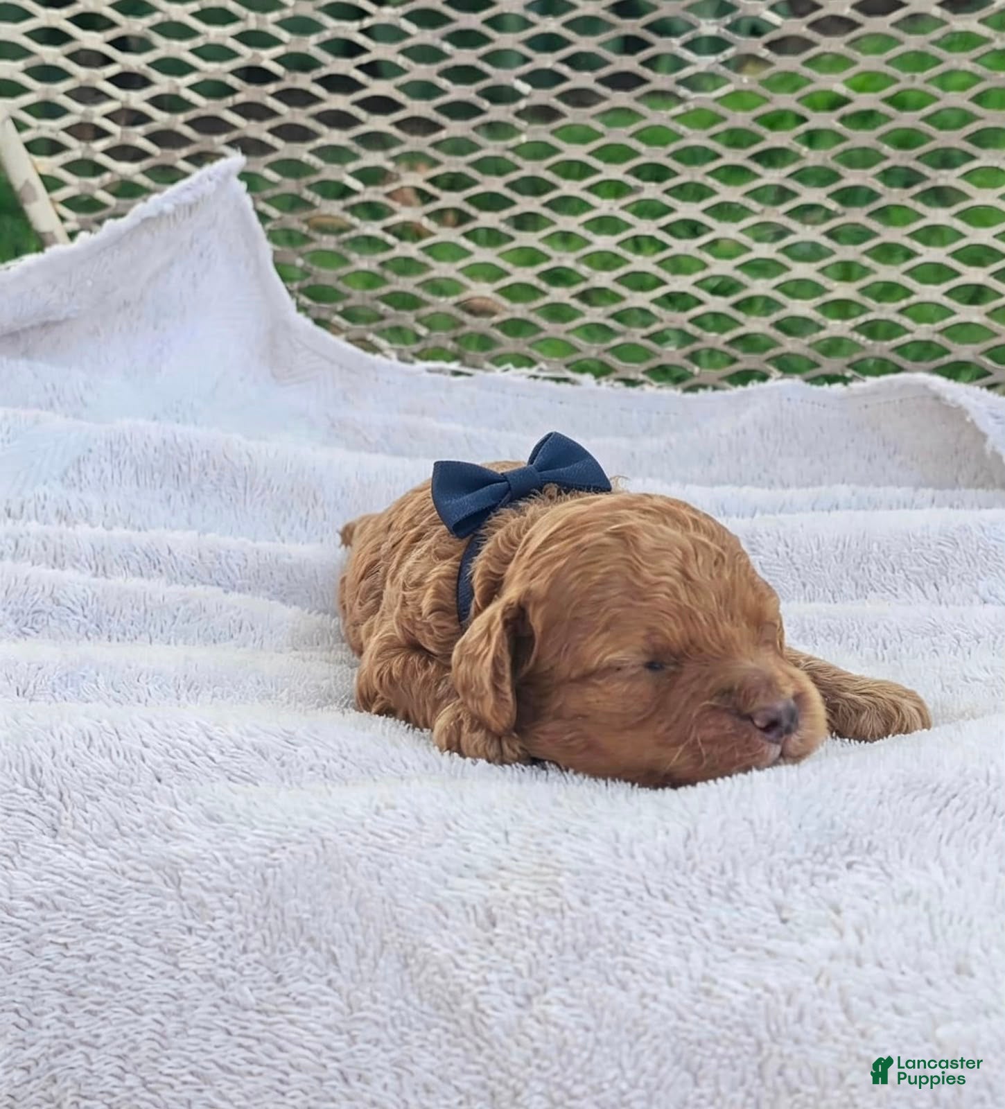 Toy Poodle dogs Franky - Akc Toy Poodle - Ad 8