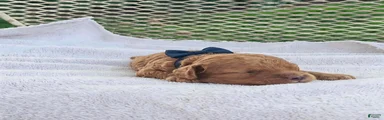Franky - Akc Toy Poodle