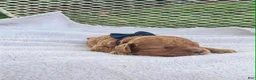 Toy Poodle dogs for sale: Franky - Akc Toy Poodle - Ad 1