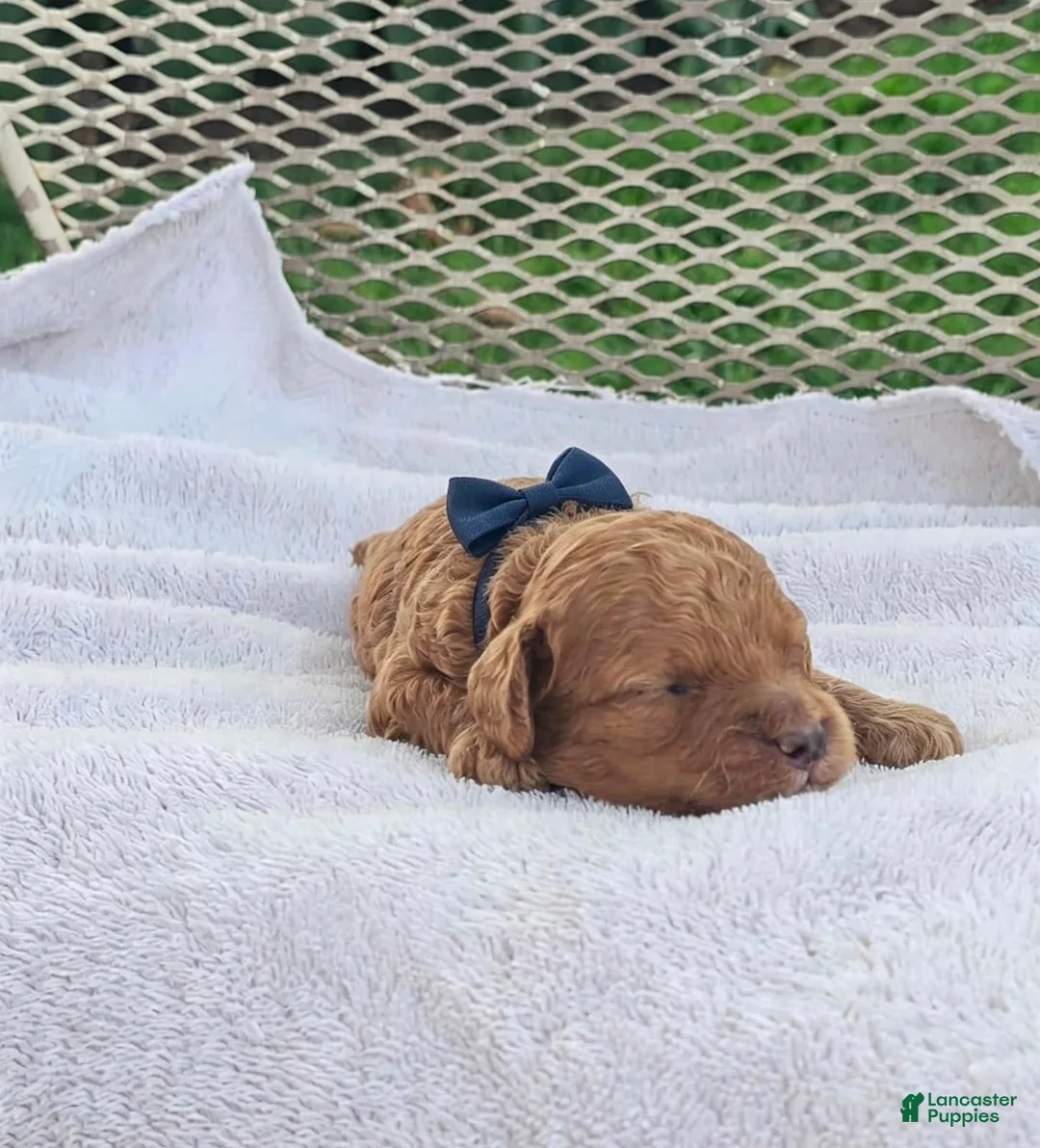 Toy Poodle dogs for sale: Franky - Akc Toy Poodle - Ad 1