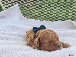 Toy Poodle dogs Franky - Akc Toy Poodle - Ad 6