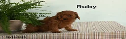 Cavapoo dogs for sale: Ruby - Ad 1