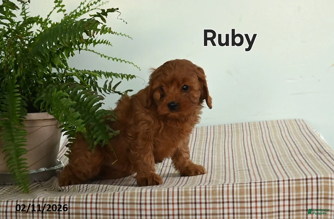 Cavapoo dogs for sale: Ruby - Ad 1