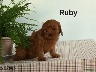 Cavapoo dogs Ruby - Ad 15