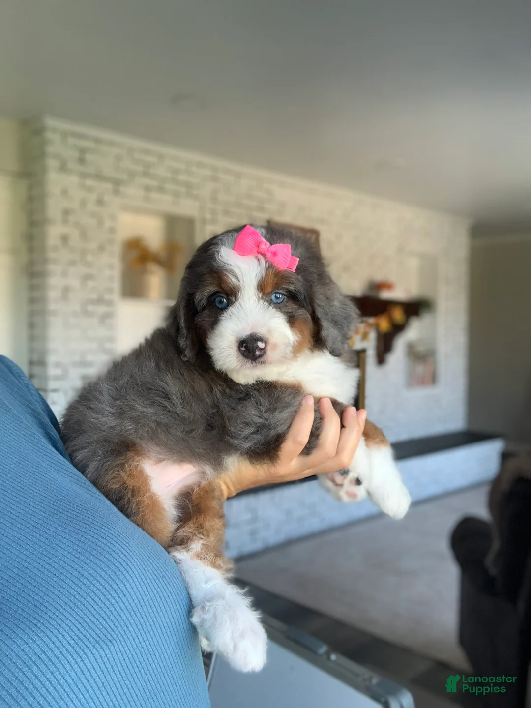 Bernedoodle dogs for sale: Scarlett - Ad 3