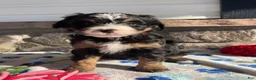 Mini Bernedoodle dogs for sale: Miley - Ad 3