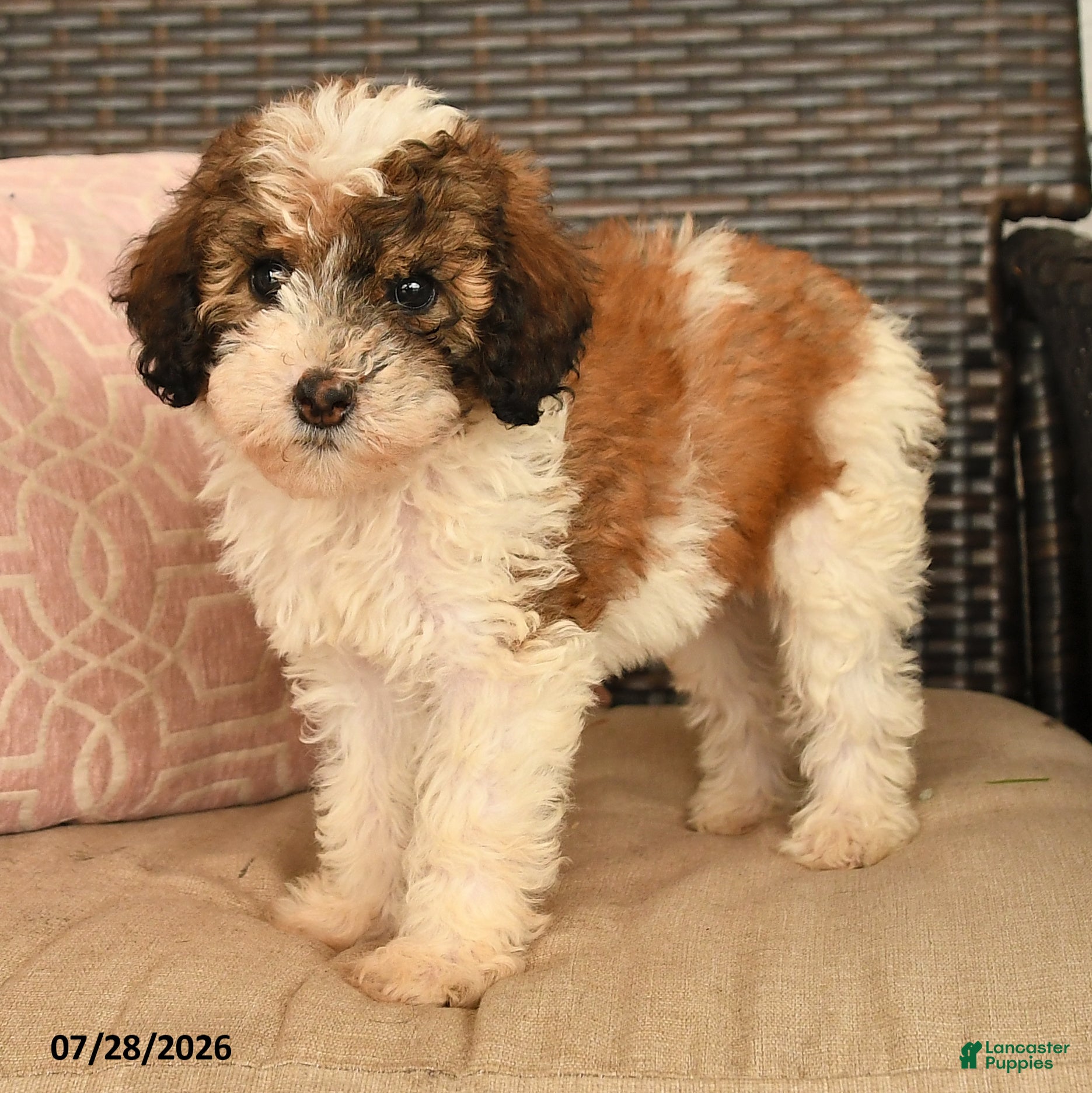 Miniature Poodle dogs Karla - Ad 2