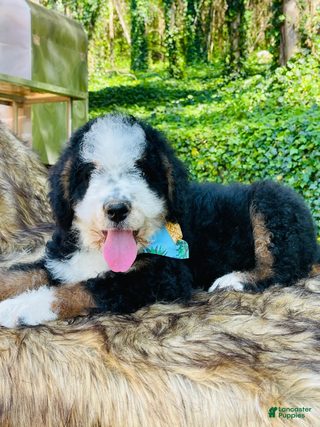 Bernedoodle dogs for sale: Bernedoodle “Mack” ( blue collar) - Ad 1