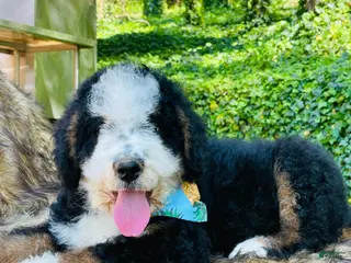 Bernedoodle dogs Bernedoodle “Mack” ( blue collar) - Ad 27