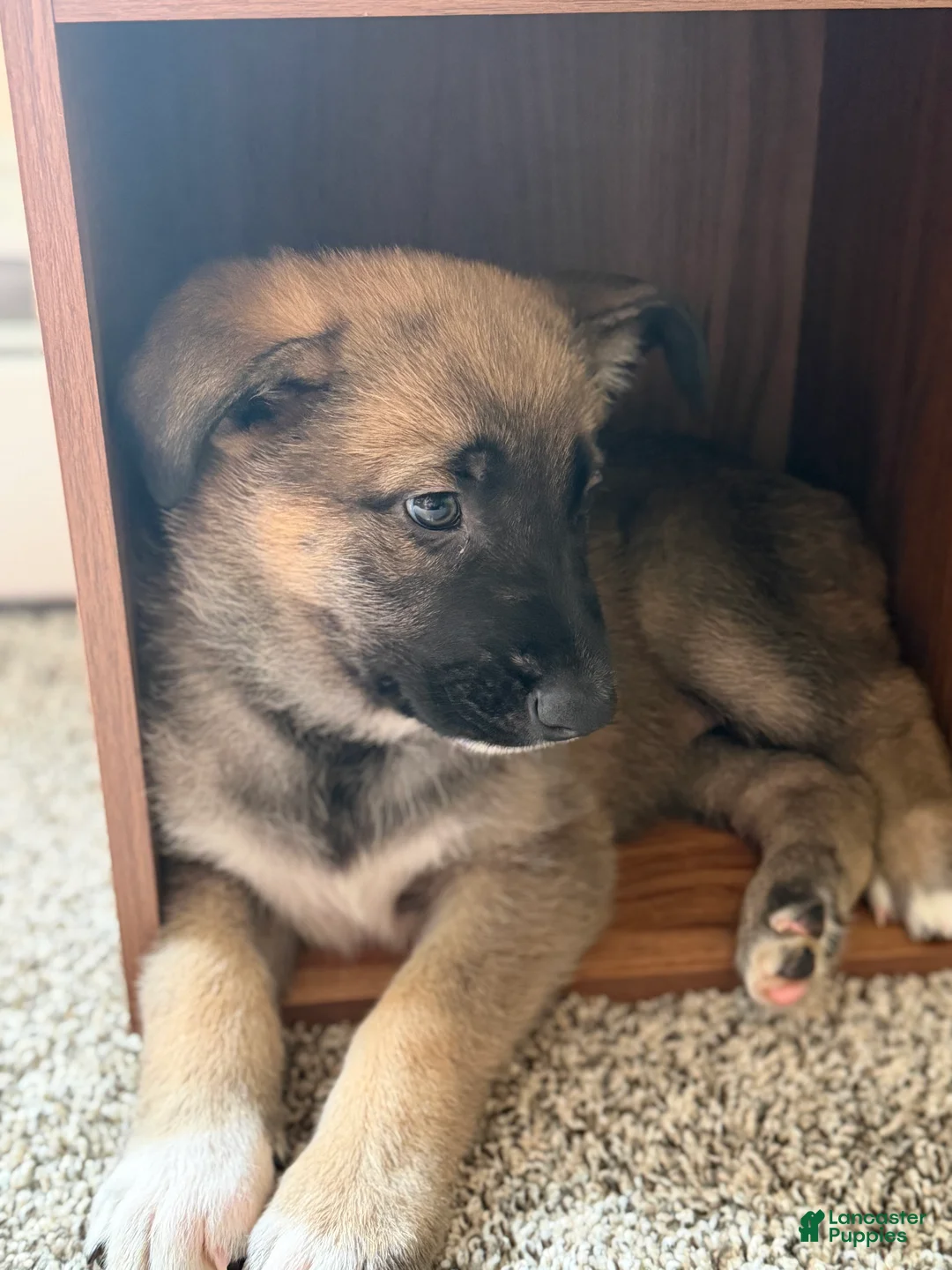 Mixed Breed dogs for sale: August - Ad 2