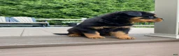 Rottweiler dogs for sale: Fretel  - Ad 4