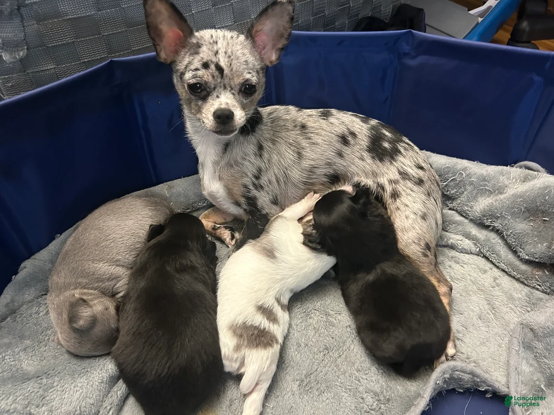 Chihuahua dogs for sale: Chihuahua Puppy 3 - Ad 4