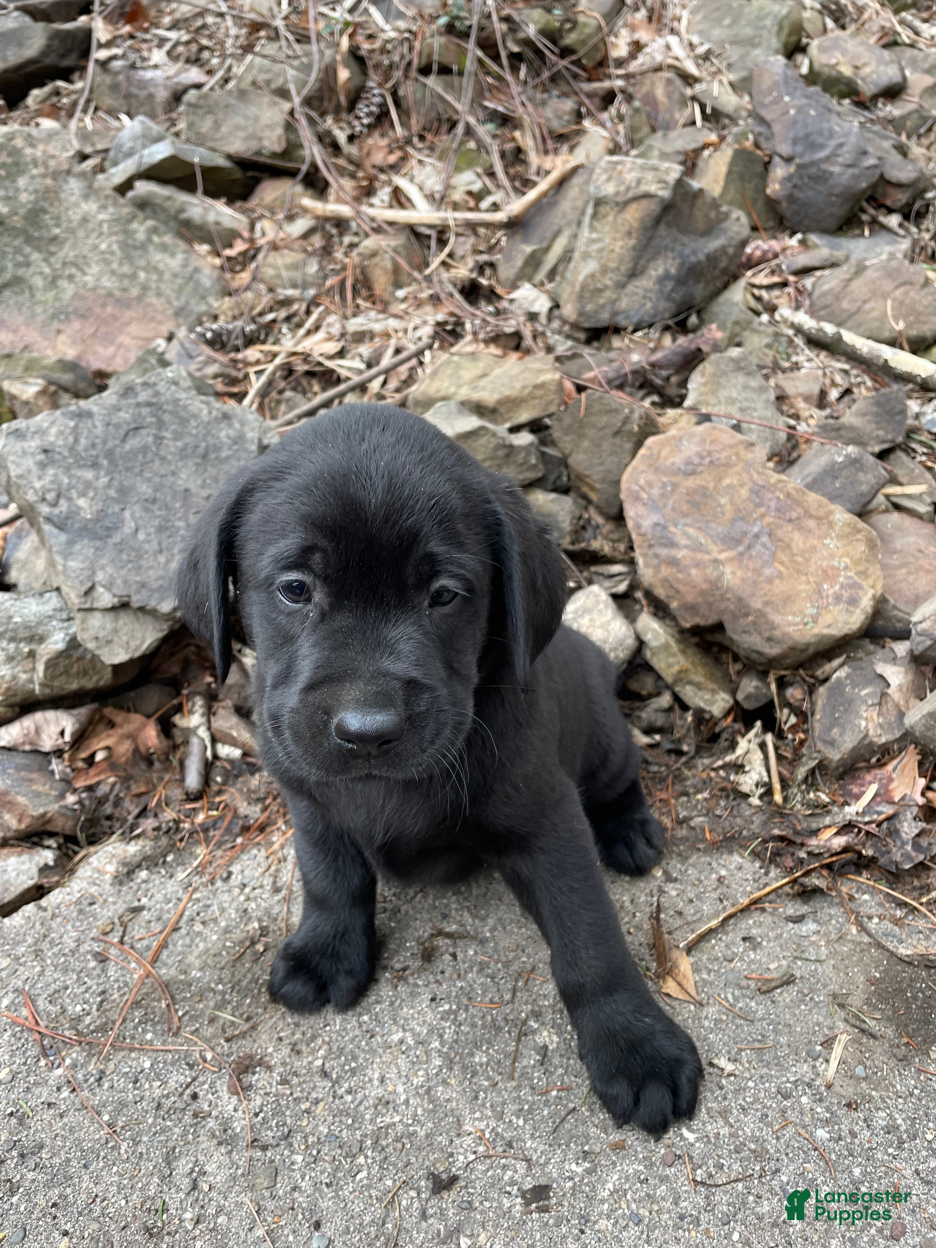 Labrador Retriever dogs Labrador Retriever Collar Yellow  - Ad 2