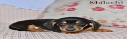 Miniature Dachshund dogs for sale: Malachi - Ad 4