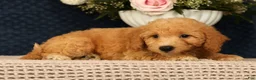 Bichpoo dogs for sale: Jasper - Ad 5