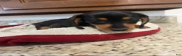 Miniature Dachshund dogs for sale: Westin  - Ad 1