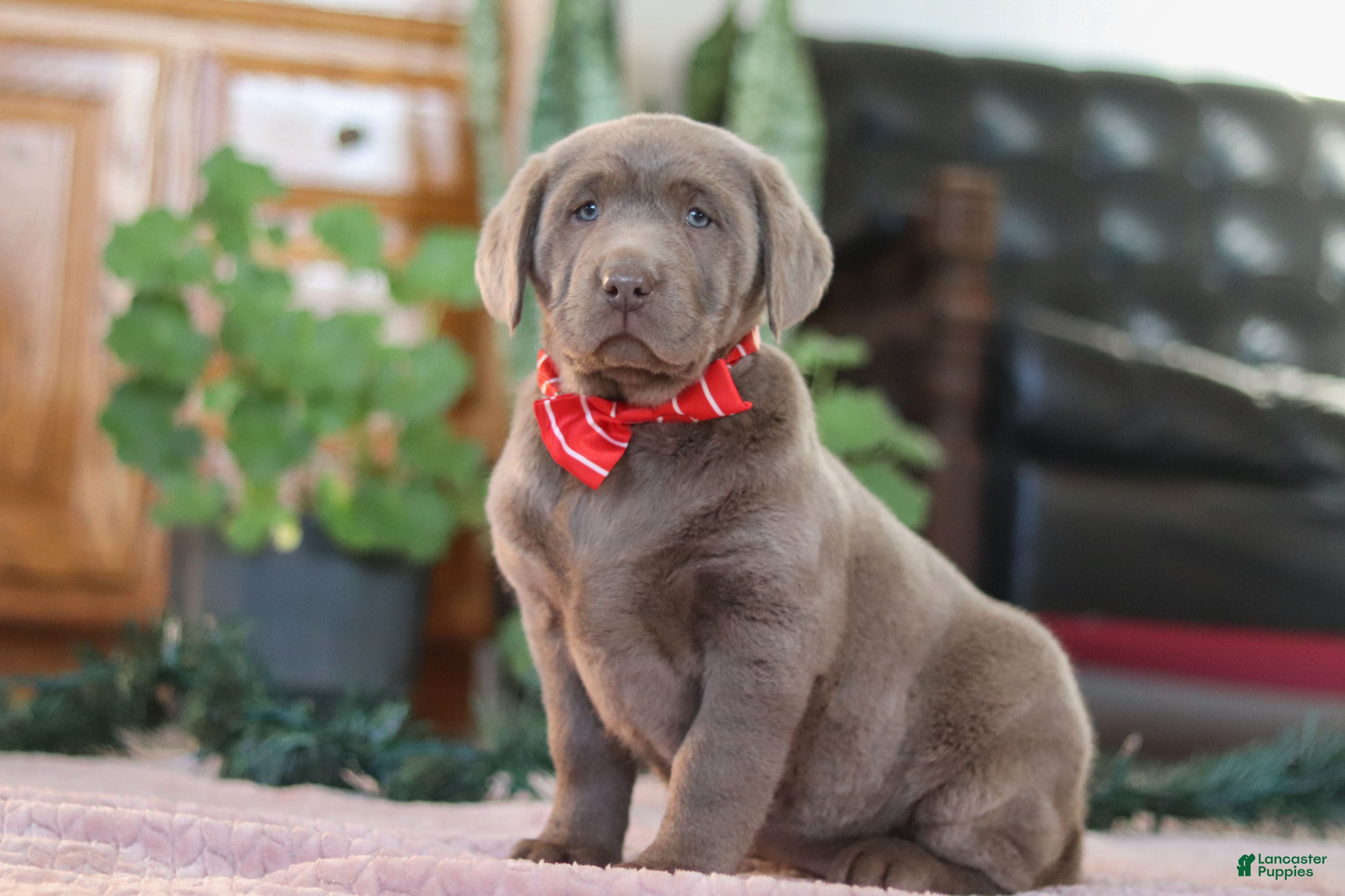 Labrador Retriever dogs Jingle Bell - Ad 3