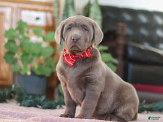 Labrador Retriever dogs Jingle Bell - Ad 3