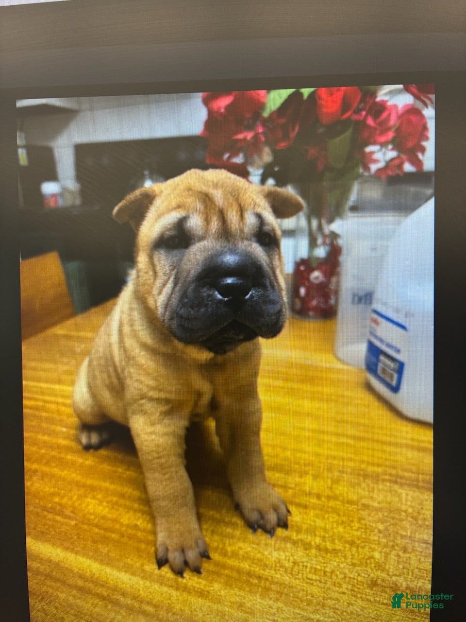 Shar Pei dogs Girl 1 - Ad 1