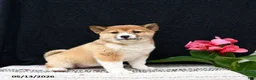Shiba Inu dogs for sale: June - Ad 4