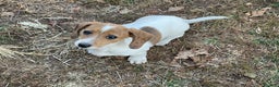 Dachshund dogs for sale: Laken - Ad 6
