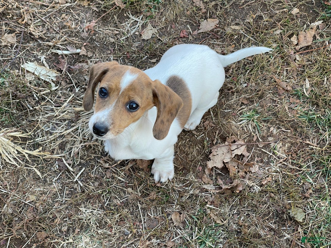 Dachshund dogs for sale: Laken - Ad 6