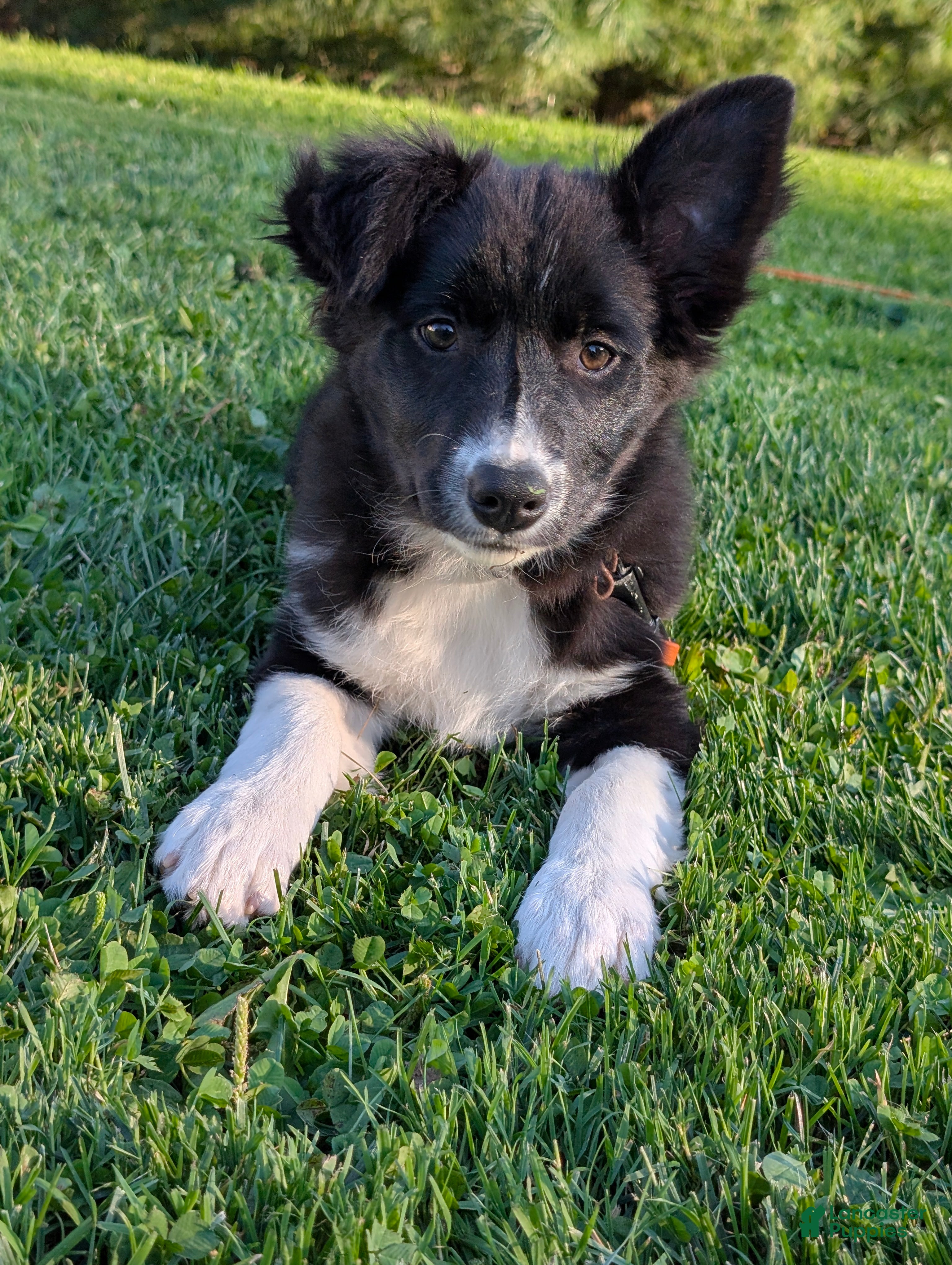 Border Collie dogs Lacey - Ad 1