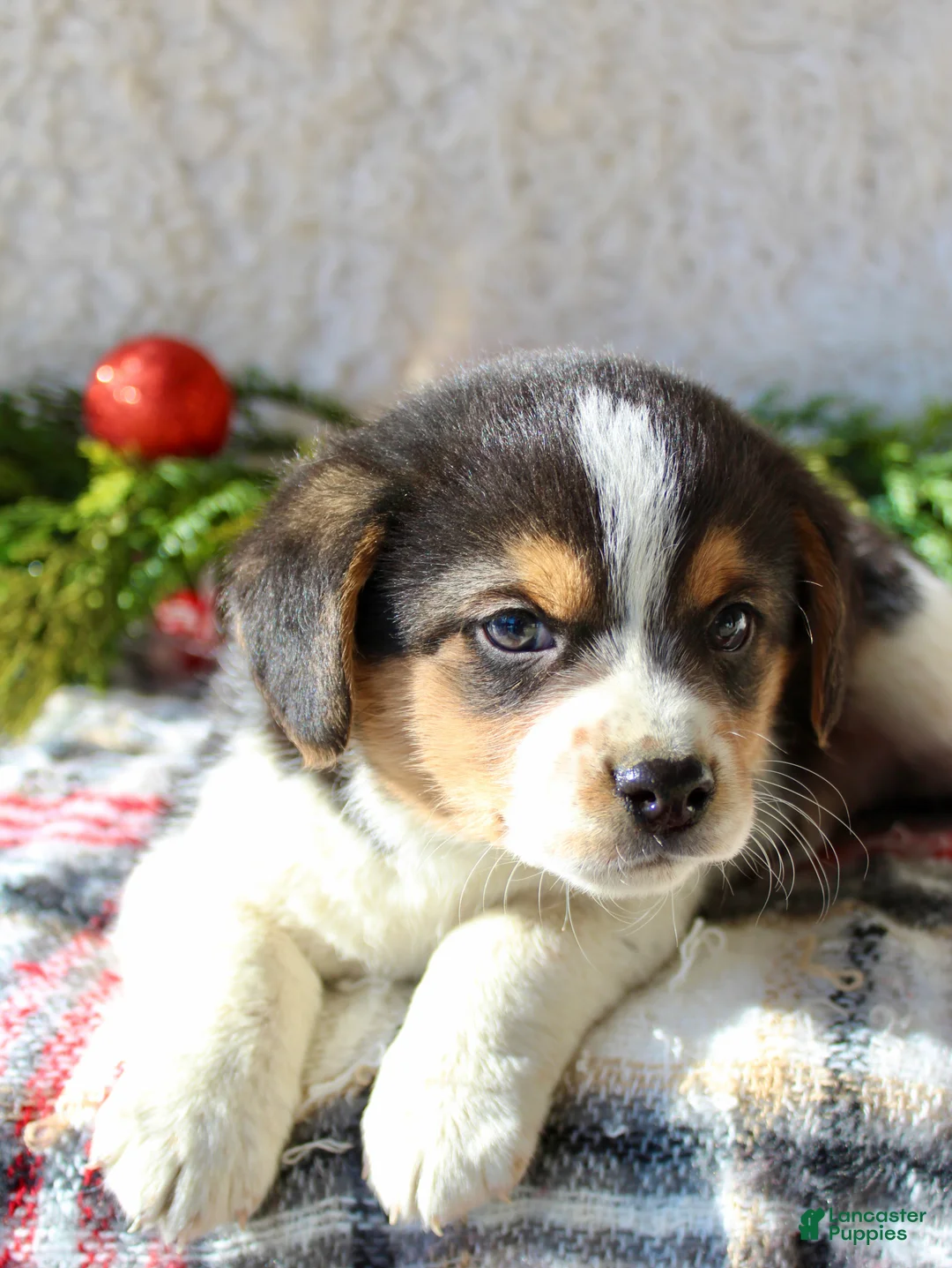 Mixed Breed dogs for sale: Fluffy  - Ad 2