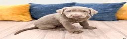 Labrador Retriever dogs for sale: Titan - Ad 3