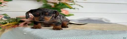 Miniature Dachshund dogs for sale: Jubilee - Ad 15