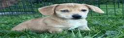 Mixed Breed dogs for sale: Unique Dorgi Female with Blue Eye - Corgi & Dachshund Mix - Ad 8