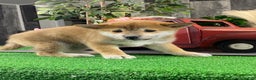 Shiba Inu dogs for sale: Ida - Ad 3