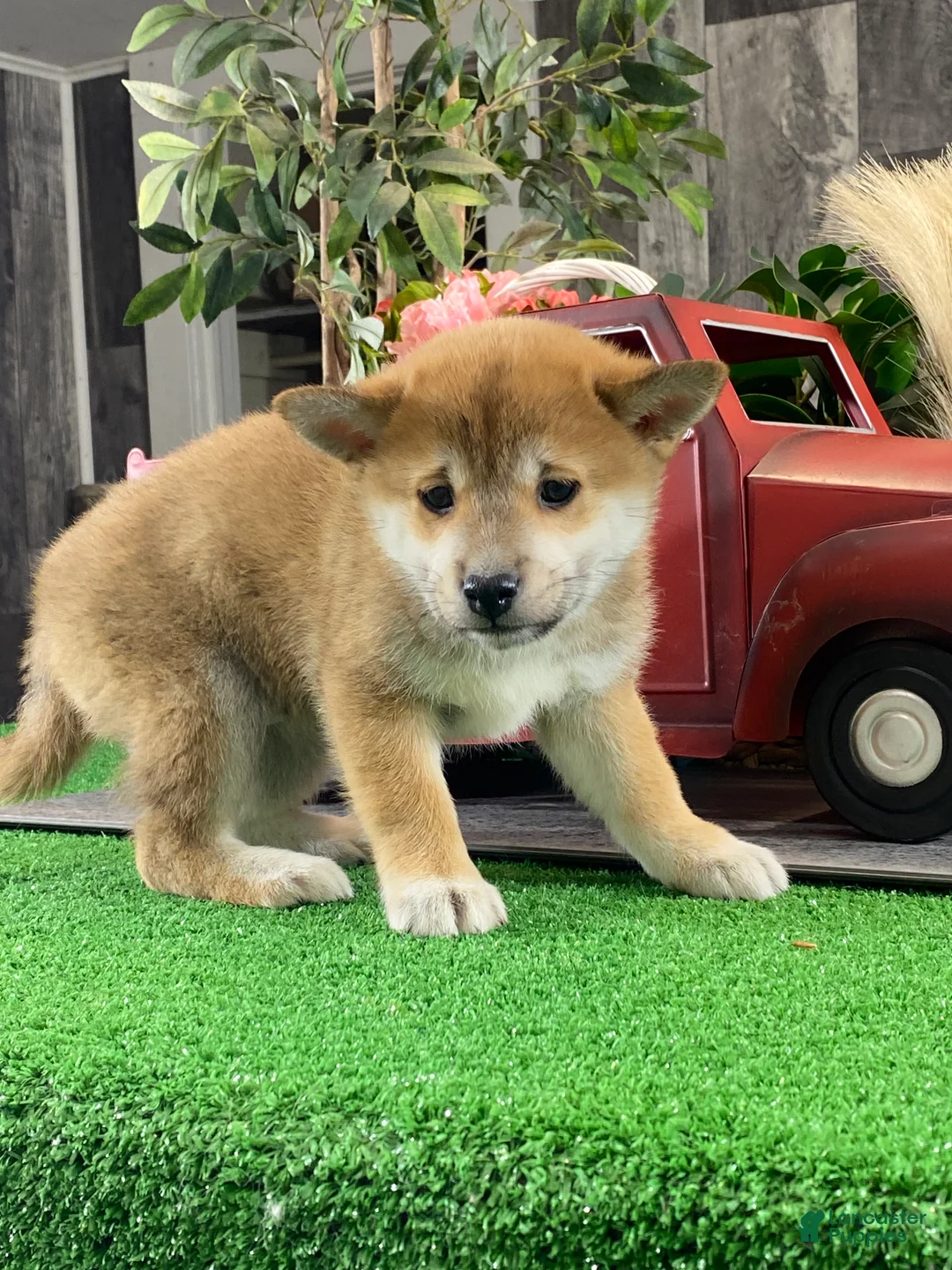 Shiba Inu dogs for sale: Ida - Ad 3
