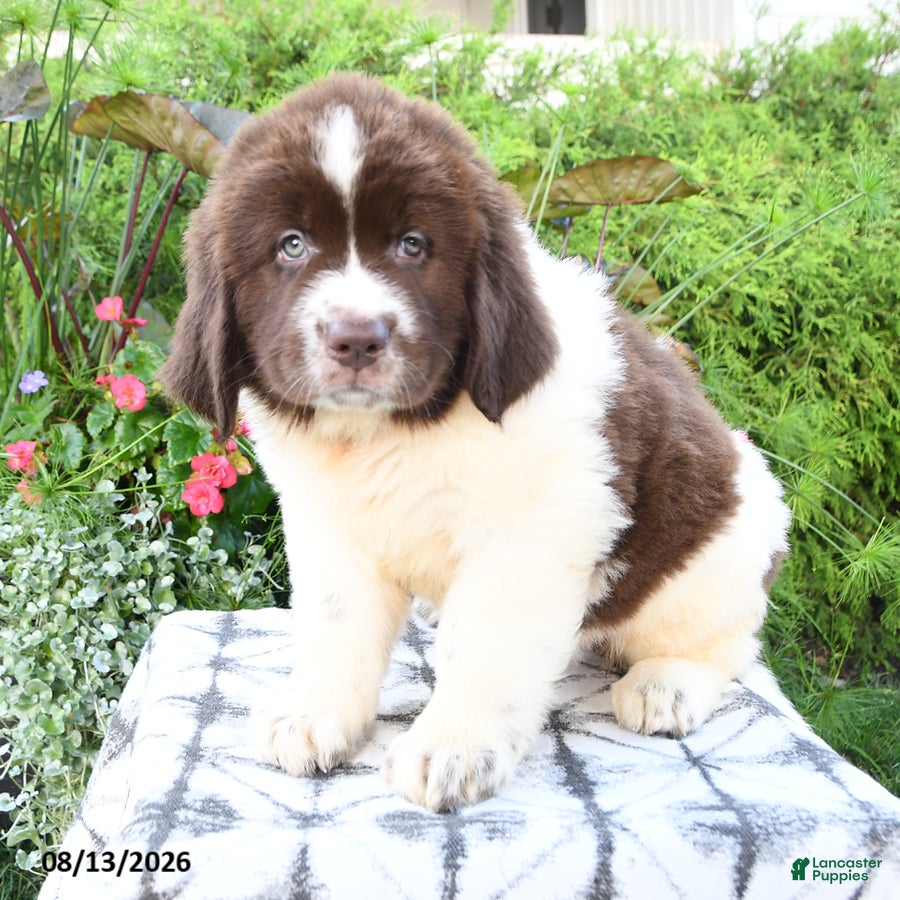 Newfoundland dogs Moraine - Ad 1