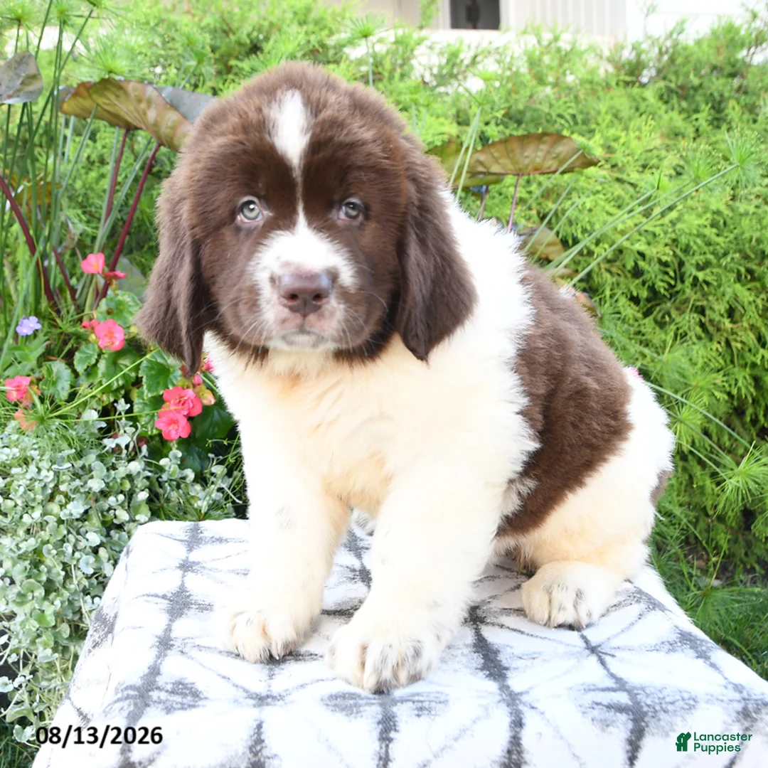 Newfoundland dogs for sale: Moraine - Ad 1