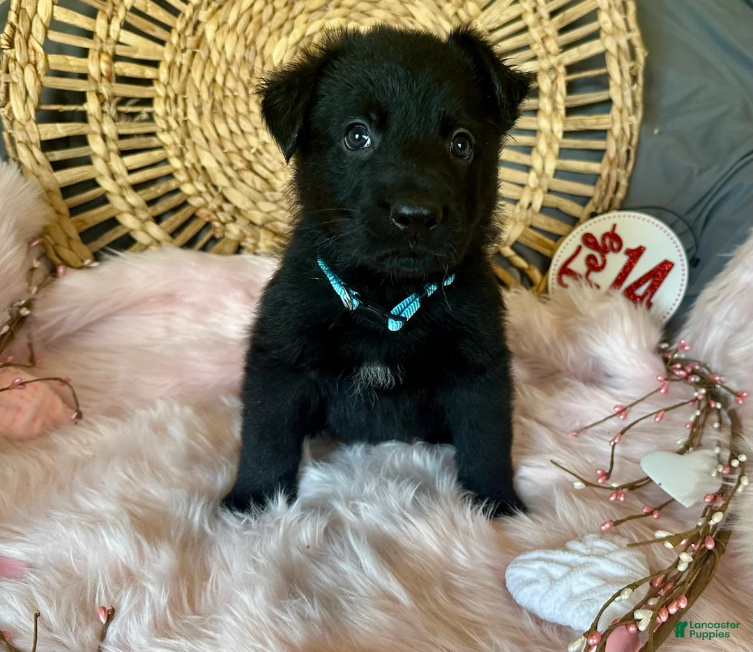 German Shepherd dogs for sale: Clover - Ad 6