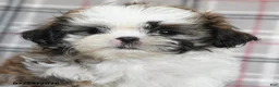 Shih Tzu dogs for sale: Cream - Ad 5
