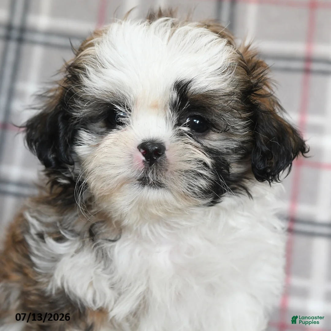 Shih Tzu dogs for sale: Cream - Ad 5