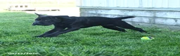 Mini Hippo dogs for sale: Jenny - Ad 4