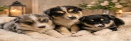 Pomsky dogs for sale: Pomsky Puppy 1 - Ad 7